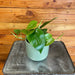 The Plant Farm® Houseplants Philodendron Cordatum, 4" Plant