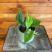 The Plant Farm® Houseplants Philodendron Cordatum, 4" Plant