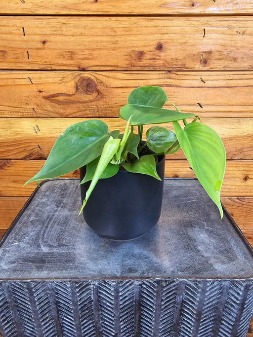 The Plant Farm® Houseplants Philodendron Cordatum, 4" Plant