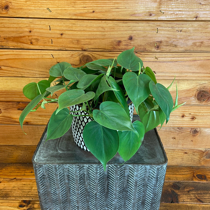 The Plant Farm® Houseplants Philodendron Cordatum, 6" Plant