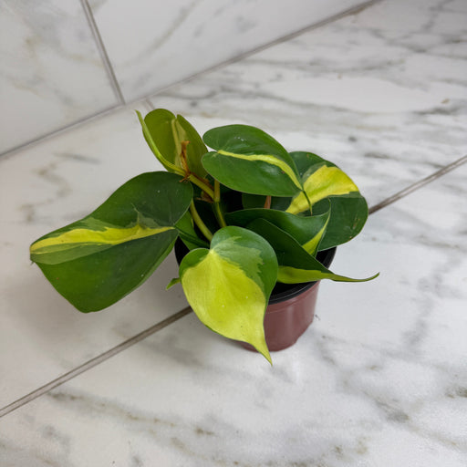 The Plant Farm® Houseplants Philodendron Cordatum Brasil, 4" Plant