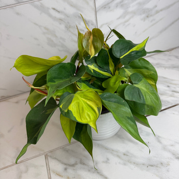 The Plant Farm® Houseplants Philodendron Cordatum Brasil, 6" Plant