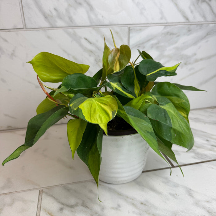 The Plant Farm® Houseplants Philodendron Cordatum Brasil, 6" Plant