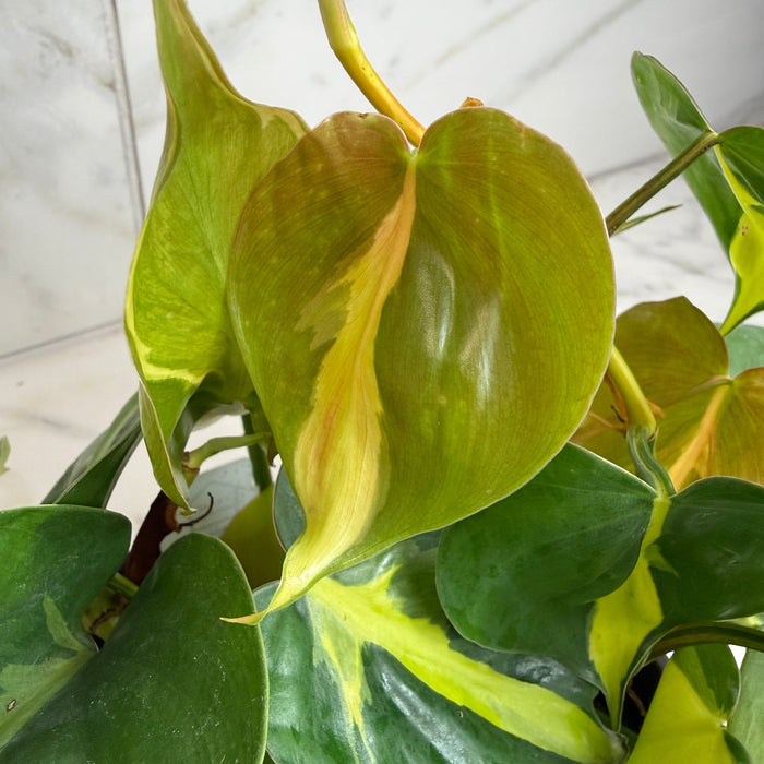 The Plant Farm® Houseplants Philodendron Cordatum Brasil, 6" Plant