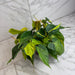 The Plant Farm® Houseplants Philodendron Cordatum Brasil, 6" Plant