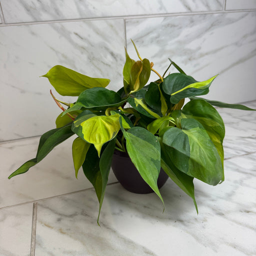The Plant Farm® Houseplants Philodendron Cordatum Brasil, 6" Plant