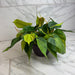 The Plant Farm® Houseplants Philodendron Cordatum Brasil, 6" Plant