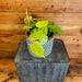 The Plant Farm® Houseplants Philodendron Cordatum Neon, 6" Plant