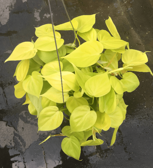 The Plant Farm® Houseplants Philodendron Cordatum Neon, Cuttings x2