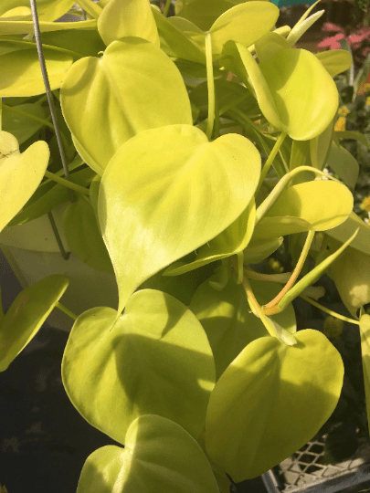 The Plant Farm® Houseplants Philodendron Cordatum Neon, Cuttings x2