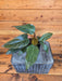 The Plant Farm® Houseplants Philodendron Dark Lord, 4" Plant