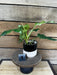 The Plant Farm® Houseplants Philodendron Domesticum Variegated - Pick Your Plant, 4" Plant