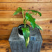The Plant Farm® Houseplants Philodendron Domesticum Variegated - Pick Your Plant, 4" Plant