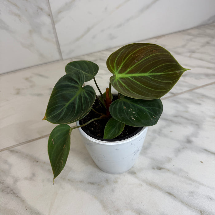 The Plant Farm® Houseplants Philodendron El Choco Red, 4" Plant