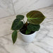 The Plant Farm® Houseplants Philodendron El Choco Red, 4" Plant