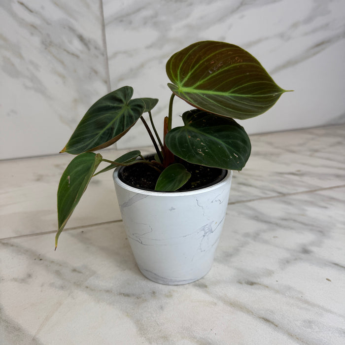 The Plant Farm® Houseplants Philodendron El Choco Red, 4" Plant
