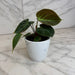 The Plant Farm® Houseplants Philodendron El Choco Red, 4" Plant
