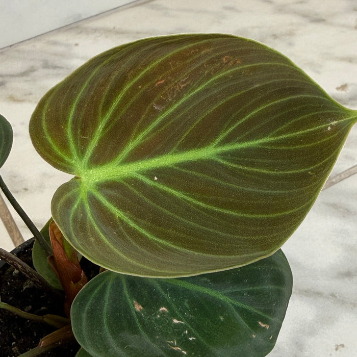 The Plant Farm® Houseplants Philodendron El Choco Red, 4" Plant