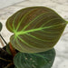 The Plant Farm® Houseplants Philodendron El Choco Red, 4" Plant