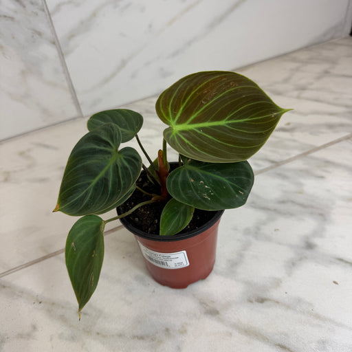 The Plant Farm® Houseplants Philodendron El Choco Red, 4" Plant