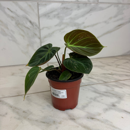 The Plant Farm® Houseplants Philodendron El Choco Red, 4" Plant