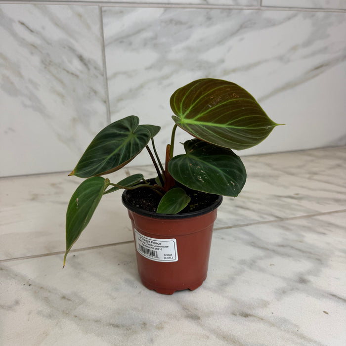 The Plant Farm® Houseplants Philodendron El Choco Red, 4" Plant