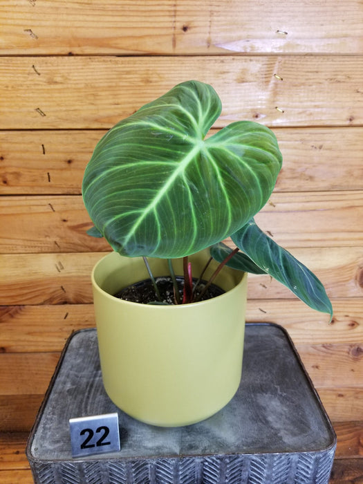The Plant Farm® Houseplants Philodendron El Choco Red - Pick Your Plant, 6" Plant