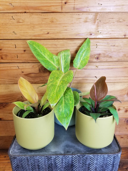 The Plant Farm® Houseplants Philodendron Gift Set! Get all 3 - Philodendron McColley's Finale, Philodendron Painted Lady, and Philodendron Prince of Orange, 4" Plant