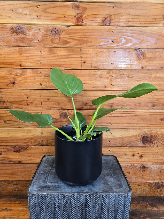 The Plant Farm® Houseplants Philodendron Giganteum, 6" Plant