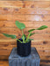 The Plant Farm® Houseplants Philodendron Giganteum, 6" Plant