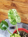 The Plant Farm® Houseplants Philodendron Giganteum Blizzard - Pick Your Plant, 4" Plant