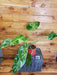 The Plant Farm® Houseplants Philodendron Giganteum Blizzard - Pick Your Plant, 4" Plant