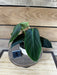 The Plant Farm® Houseplants Philodendron Gigas - Pick Your Plant, 4" Plant
