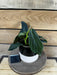 The Plant Farm® Houseplants Philodendron Gigas - Pick Your Plant, 4" Plant