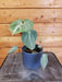 The Plant Farm® Houseplants Philodendron Gloriosum Dark form, 4" Plant