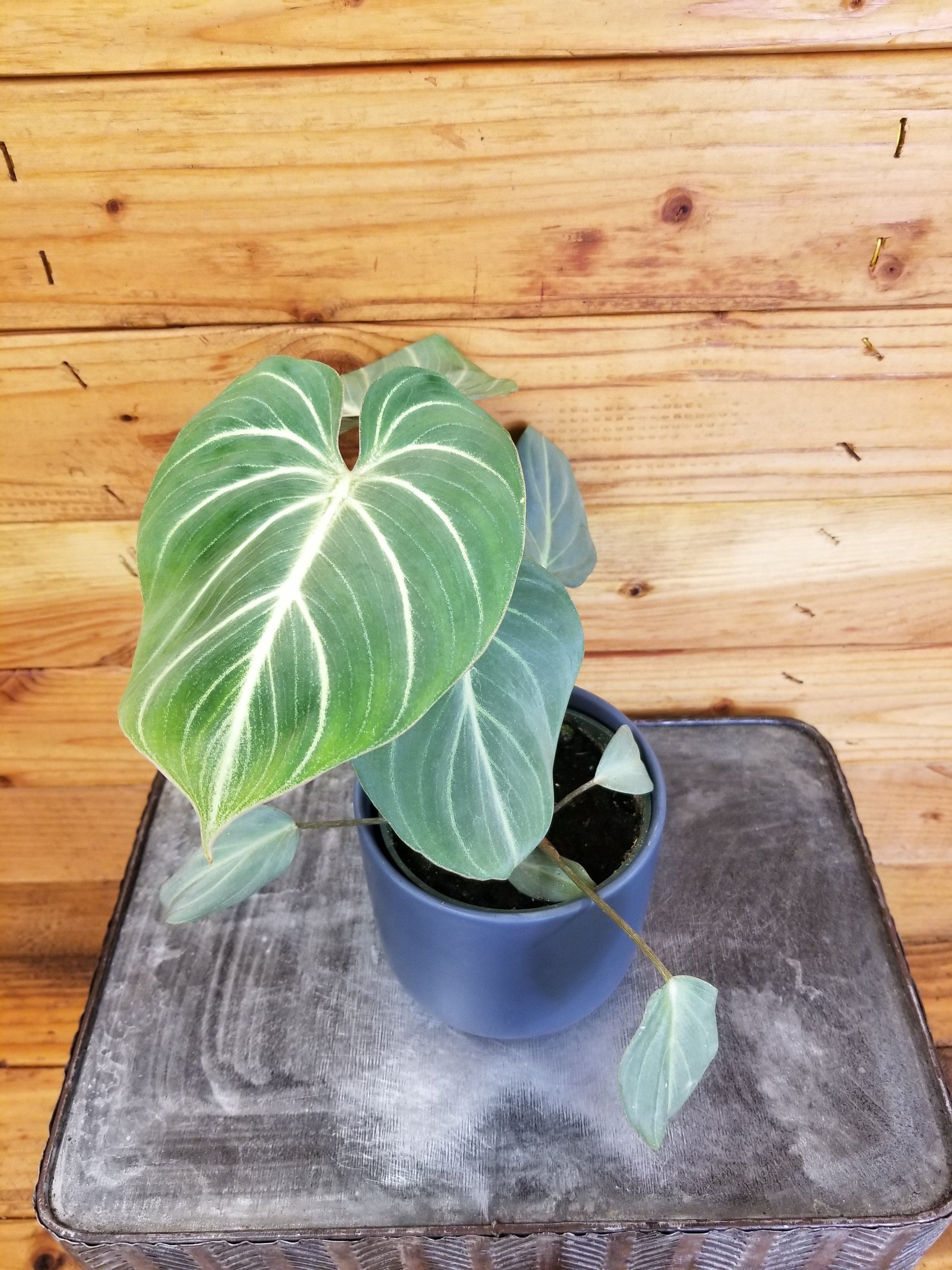 Philodendron Gloriosum Dark form, 4