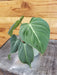 The Plant Farm® Houseplants Philodendron Glorious, 2" Plant