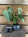 The Plant Farm® Houseplants Philodendron Glorious - Pick Your Plant, 2" Plant
