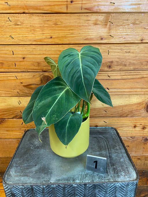 The Plant Farm® Houseplants Philodendron Glorious - Pick Your Plant, 4" Plant