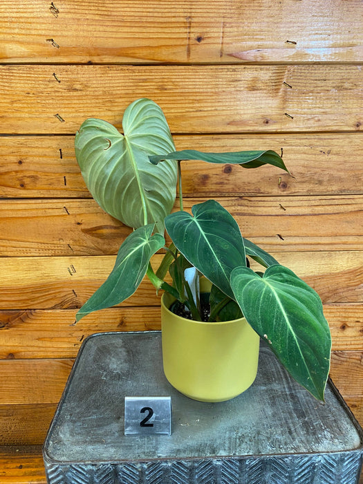 The Plant Farm® Houseplants Philodendron Glorious - Pick Your Plant, 4" Plant