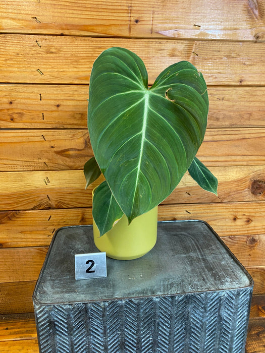 The Plant Farm® Houseplants Philodendron Glorious - Pick Your Plant, 4" Plant