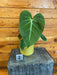 The Plant Farm® Houseplants Philodendron Glorious - Pick Your Plant, 4" Plant