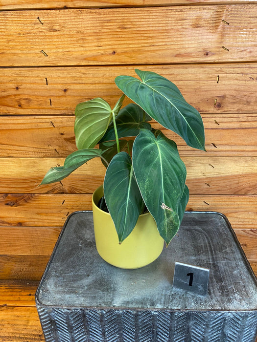 The Plant Farm® Houseplants Philodendron Glorious - Pick Your Plant, 4" Plant