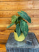 The Plant Farm® Houseplants Philodendron Glorious - Pick Your Plant, 4" Plant