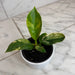 The Plant Farm® Houseplants Philodendron Green Congo Variegated, 4" Plant
