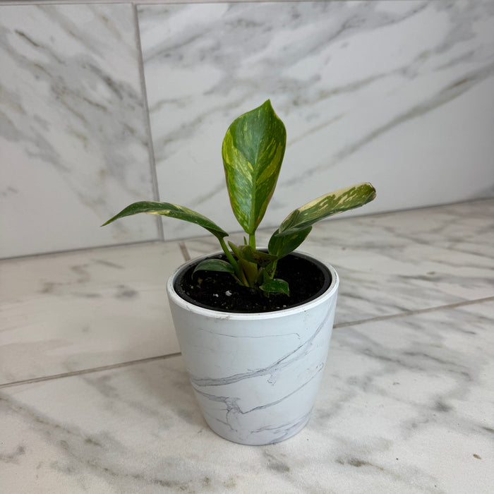 The Plant Farm® Houseplants Philodendron Green Congo Variegated, 4" Plant
