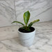 The Plant Farm® Houseplants Philodendron Green Congo Variegated, 4" Plant