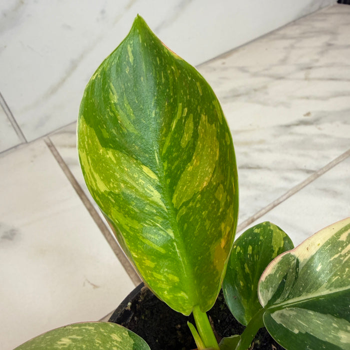 The Plant Farm® Houseplants Philodendron Green Congo Variegated, 4" Plant