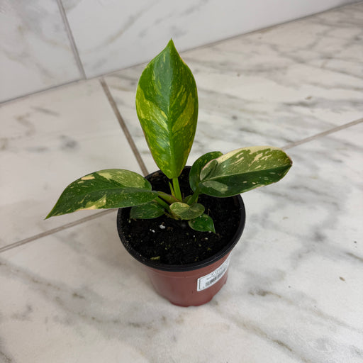 The Plant Farm® Houseplants Philodendron Green Congo Variegated, 4" Plant