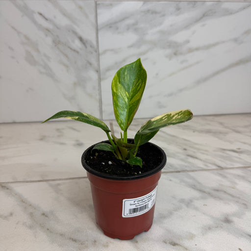 The Plant Farm® Houseplants Philodendron Green Congo Variegated, 4" Plant